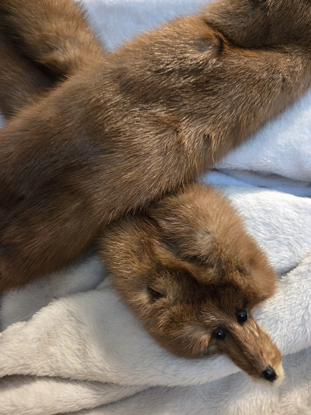 The Halle Bros Co 4 Pelt Mink